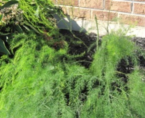 Asparagus-plant